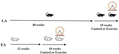 The Effects of Exercise on Plaque Volume and Composition in a Mouse Model of Early and Late Life Atherosclerosis